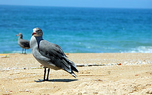 gray gull on beach line during daytime HD wallpaper
