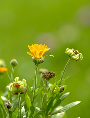 bokeh photography of yellow flower