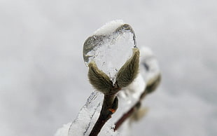 closeup photo of green plant covered with ice HD wallpaper