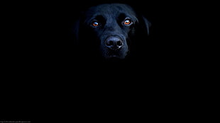 black dog in a dark room, animals, dog HD wallpaper