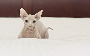 white Persian Cat HD wallpaper