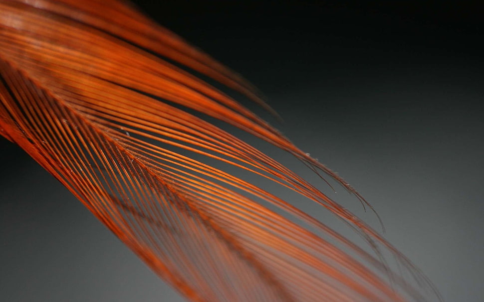orange feather HD wallpaper