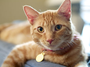 orange Tabby cat on gray textile HD wallpaper