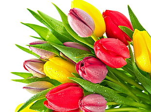bundle of tulip flowers HD wallpaper