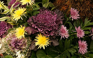 macro photography of purple and yellow flower