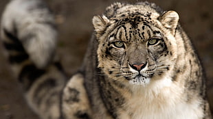 gray and white tiger, snow leopards, leopard (animal) HD wallpaper
