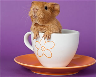 brown guinea pig in ceramic cup HD wallpaper