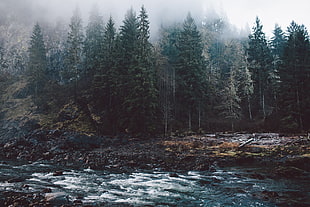 pine trees, nature, forest, landscape