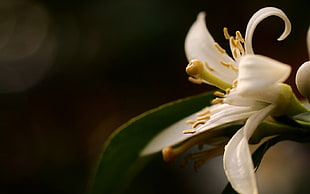 selective focus photography of white flower