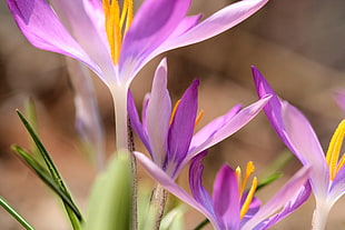purple flowers in tilt shift lens photography HD wallpaper