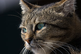 brown tabby cat head