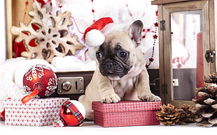 fawn pug on red box near Christmas ornaments HD wallpaper