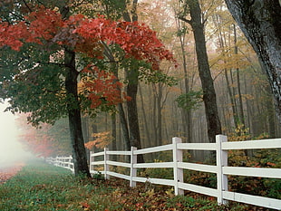 forest trees