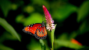 red and yellow petaled flower, butterfly, animals, flowers, plants HD wallpaper