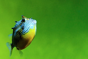 gray and yellow puffer fish, cowfish, tokyo HD wallpaper