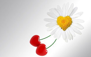 heart-shaped Daisy flower with cherry fruit illustration HD wallpaper