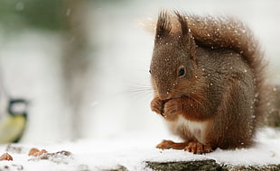 brown squirrel HD wallpaper