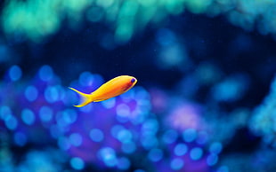 yellow fish in shallow focus shot HD wallpaper