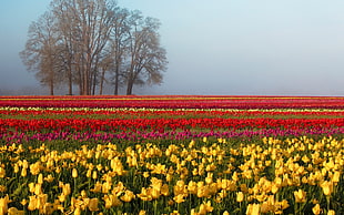 yellow, pink, and red flower plantation HD wallpaper