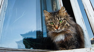 brown Tabby cat on white wooden window frame HD wallpaper