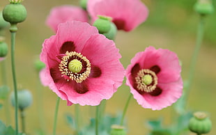 two pink and white flower decors, flowers