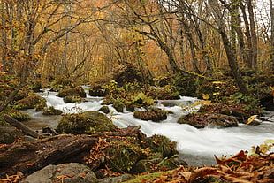 person took a portrait of body of water and forest