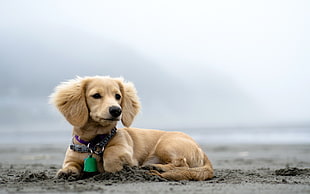 cream smooth Dachshund puppy HD wallpaper