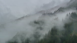 trees and clouds, clouds, mist, forest, Alaska HD wallpaper