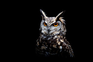 black and white owl figurine, dark, owl, birds, animals HD wallpaper