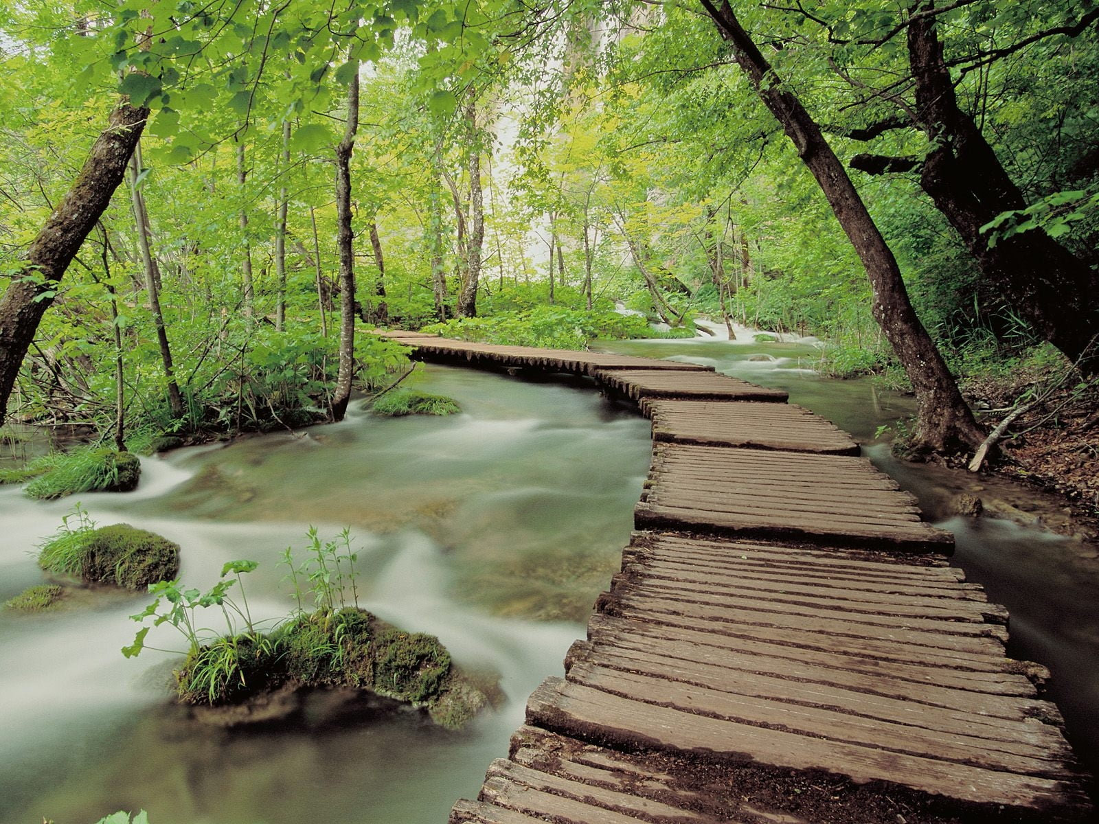 Brown Wooden Pathway Above River Surrounded By Green Trees During