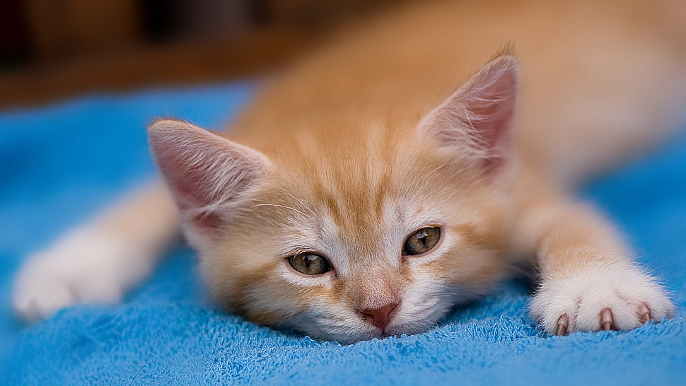 orange tabby kittin laying on blue textile HD wallpaper