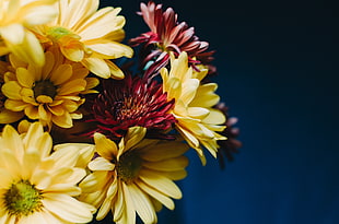 bunch of assorted-color petaled flowers