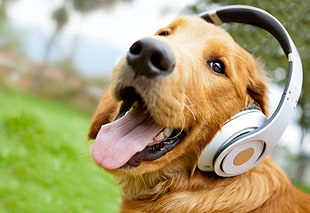 Golden Retriever dog wearing white cordless  headphones during daytime HD wallpaper