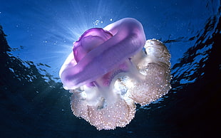 purple jelly fish HD wallpaper