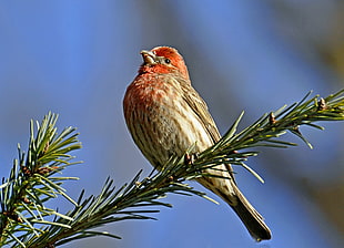 brown and orange feather bird, house finch HD wallpaper