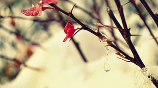 red petaled flower, macro, nature, plants, ice