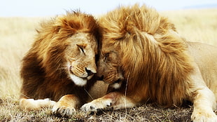two brown lions, lion HD wallpaper