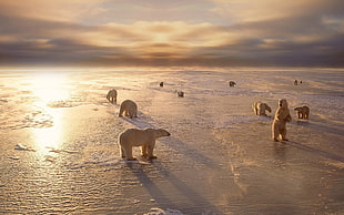 herd of white polar bears, nature, animals, polar bears HD wallpaper
