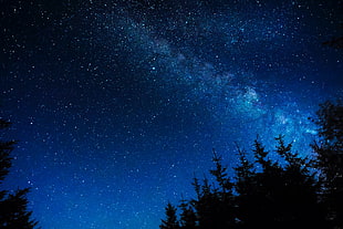 trees under the blue night sky