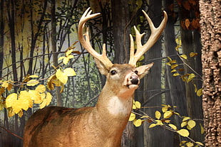 brown Deer beside trees