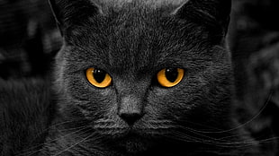 black cat, cat, orange eyes, shadow HD wallpaper