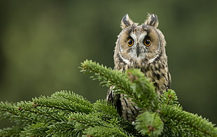 brown and black tabby cat, macro, owl, birds