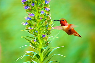 Hummingbird flying beside purple flowering plant at daytime in selective focus photography HD wallpaper