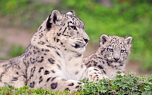 Leopard and cub