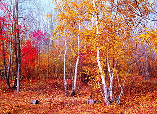 dried trees lot