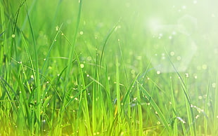 green grass illustration HD wallpaper