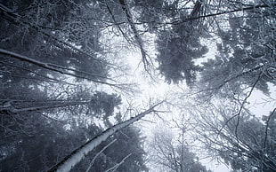 trees photo, trees, winter, ice, snow