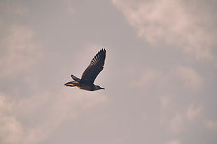 grey gull, Bird, Seagull, Flight HD wallpaper