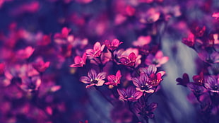purple flowers, flowers, red, dark HD wallpaper