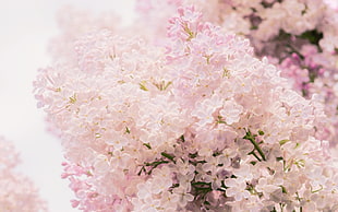 light pink petaled flowers HD wallpaper